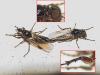 Dilophus humeralis